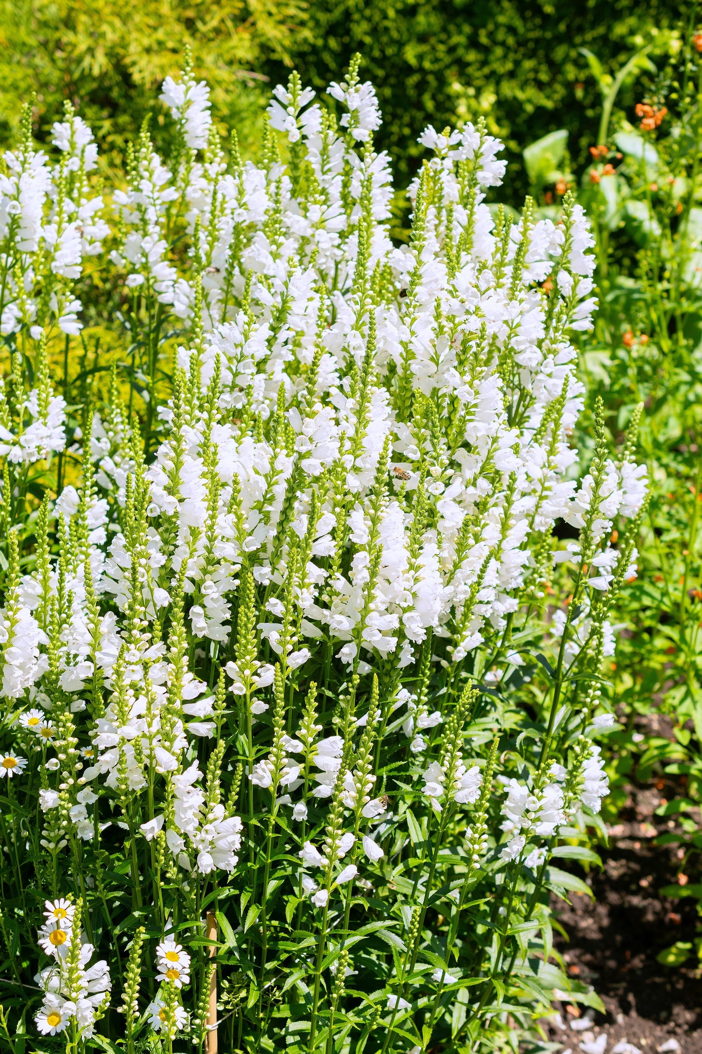 50 WHITE Showy OBEDIENT PLANT (False Dragon Head) Physostegia Virginiana Flower Seeds