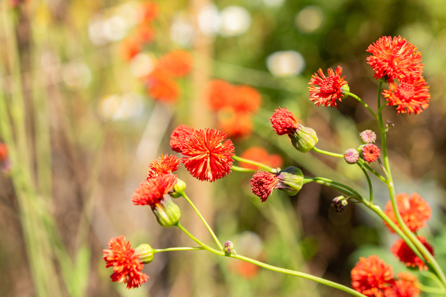 50 Red LADY'S PAINTBRUSH Tassel Flower Emilia Javanica Coccinea 'Scarlet Magic' Seeds