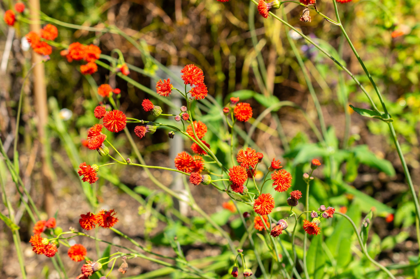 50 Red LADY'S PAINTBRUSH Tassel Flower Emilia Javanica Coccinea 'Scarlet Magic' Seeds