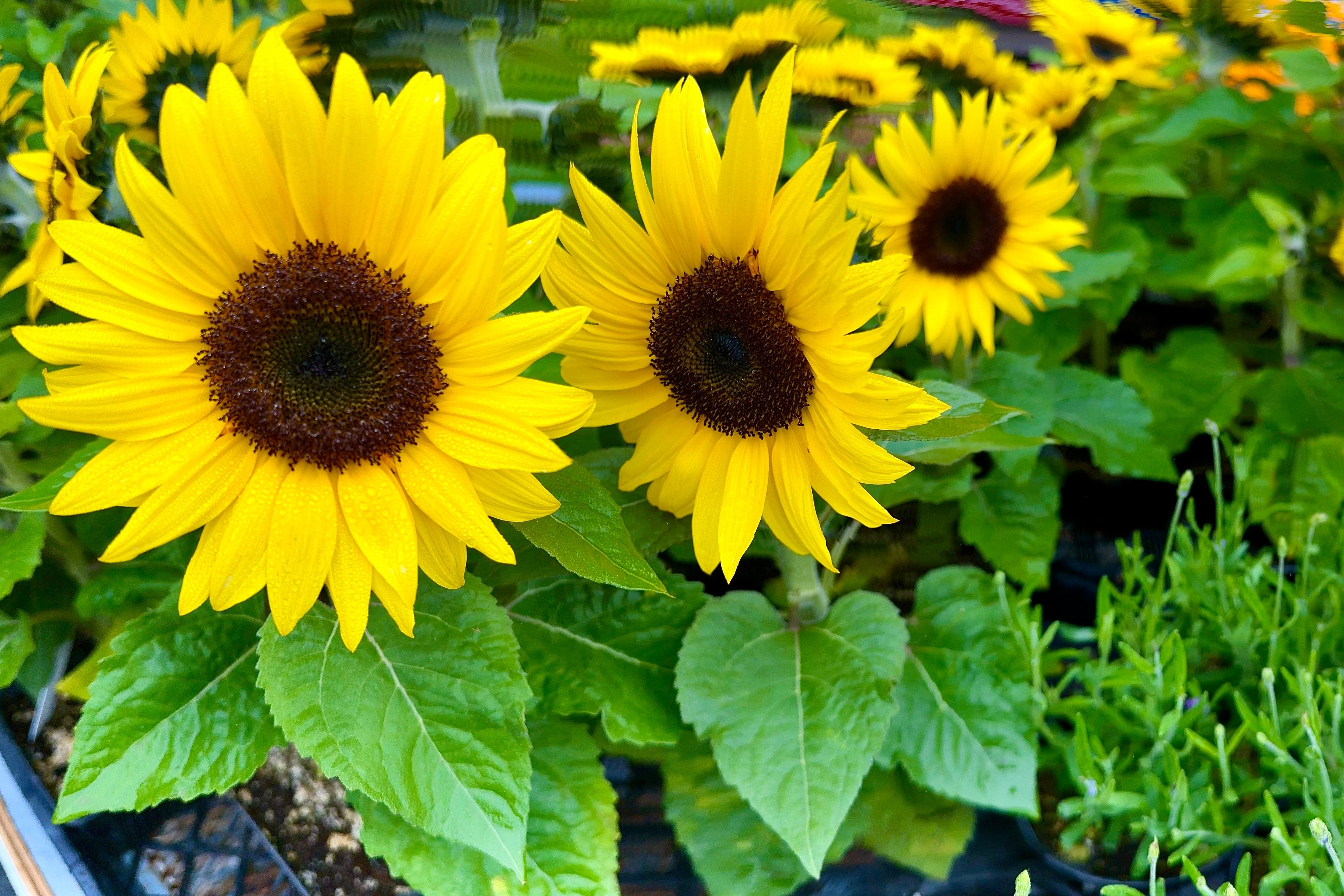 Seedville Sunflower - Thumbnail 3