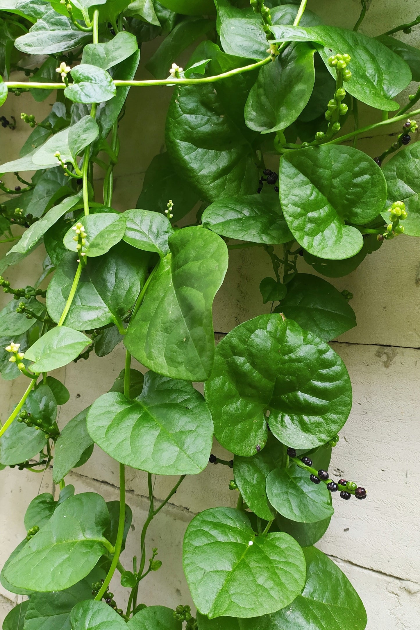 50 BIG ROUND LEAF MALABAR SPINACH Vine Ceylon Basella Alba Vegetable Seeds