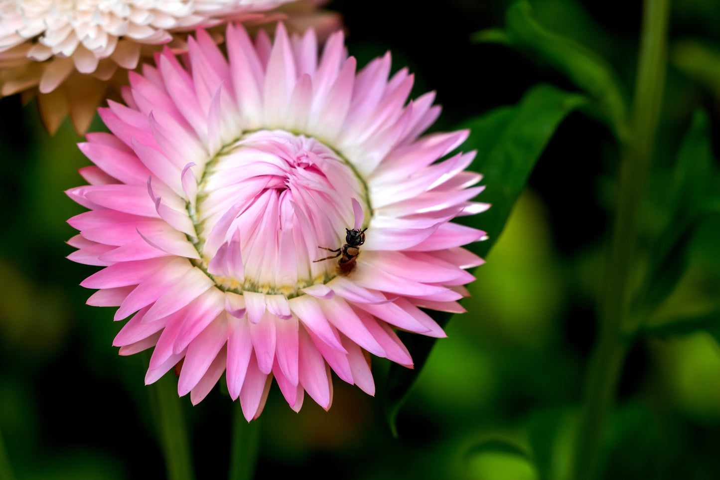 50 PINK DOUBLE STRAWFLOWER Helichrysum  Xerochrysum Bracteatum Flower Seeds