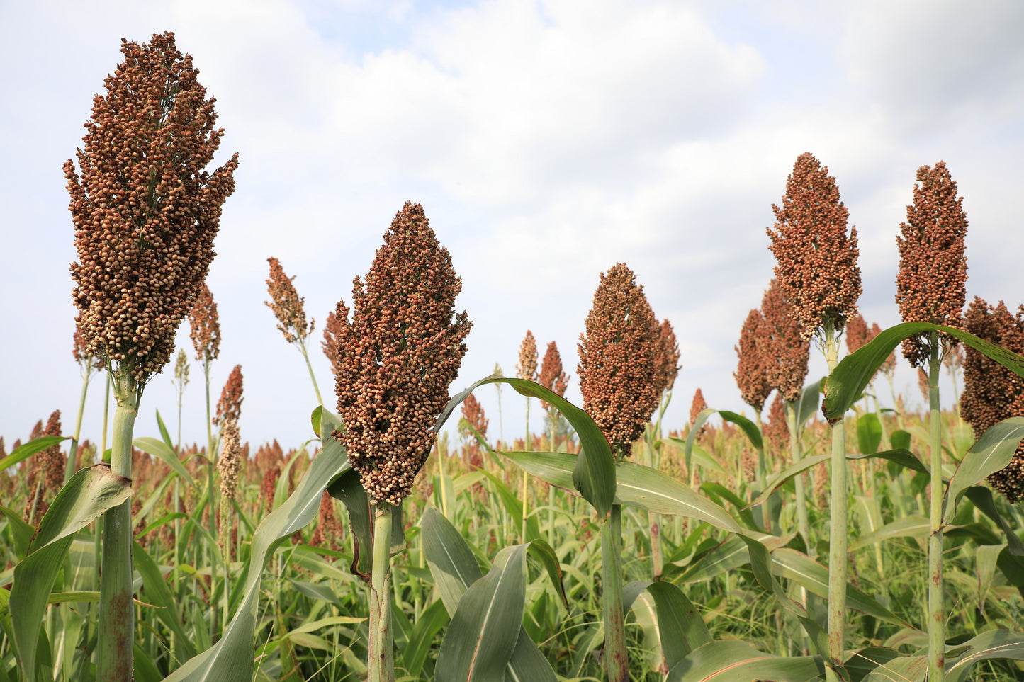 50 M81E SORGHUM Light Amber Syrup Bicolor Vegetable Grain Seeds