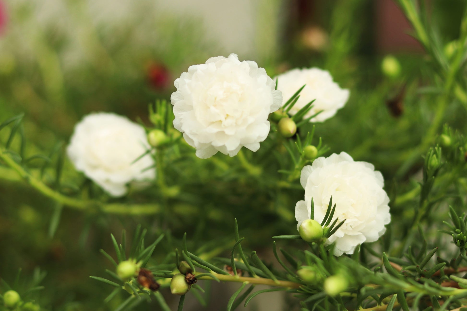 white succulent flower 100 White PORTULACA Grandiflora / MOSS ROSE Succulent Flower Seeds