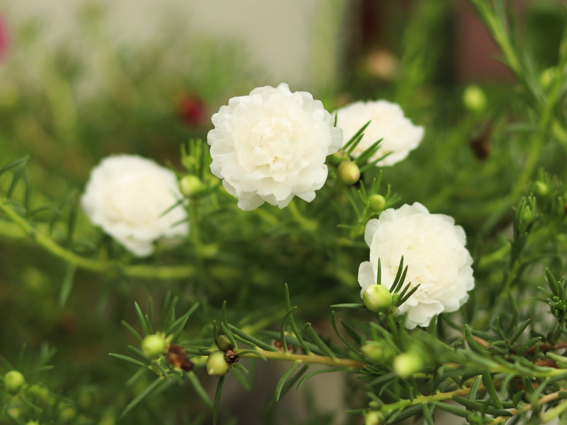 portulaca flower seeds online 100 Mixed Colors PORTULACA MOSS ROSE Grandiflora Flower Seeds