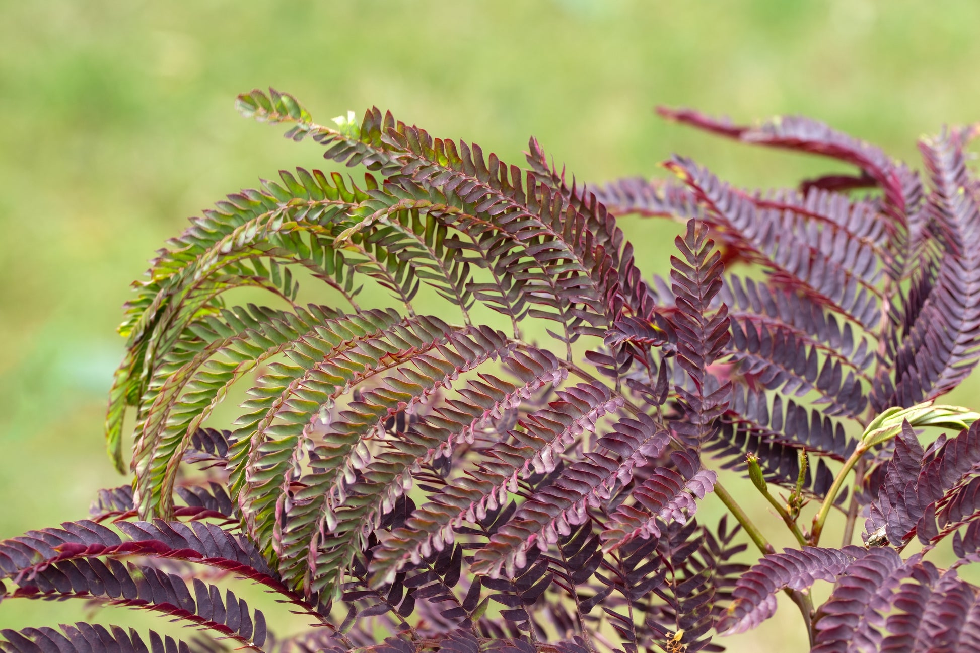 mimosa bonsai tree for sale 25 MIMOSA / Persian SILK TREE Albizia Julibrissin Seeds – Seedville USA
