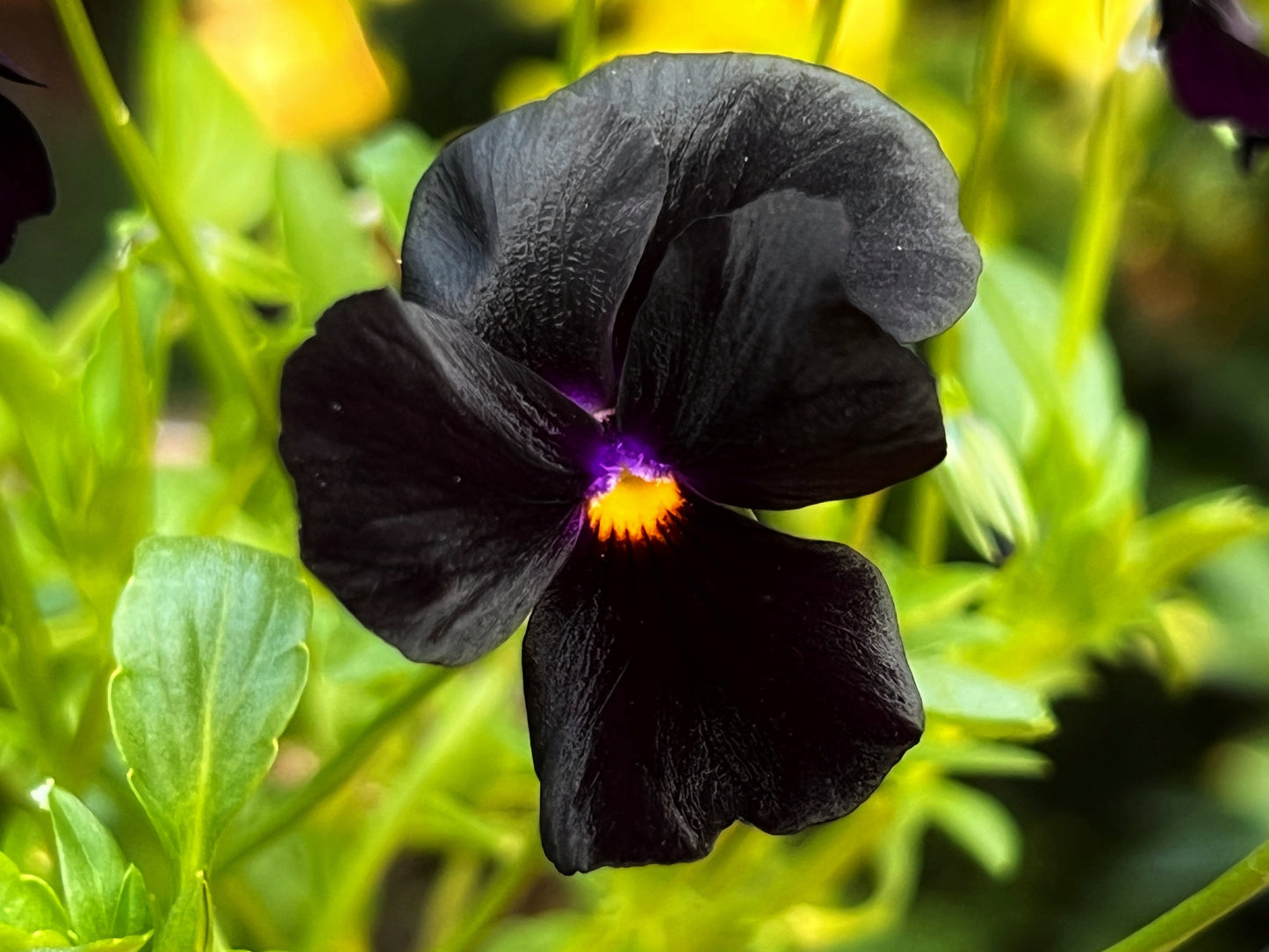 50 BLACK PANSY Clear Crystals Viola Wittrockiana Flower Seeds