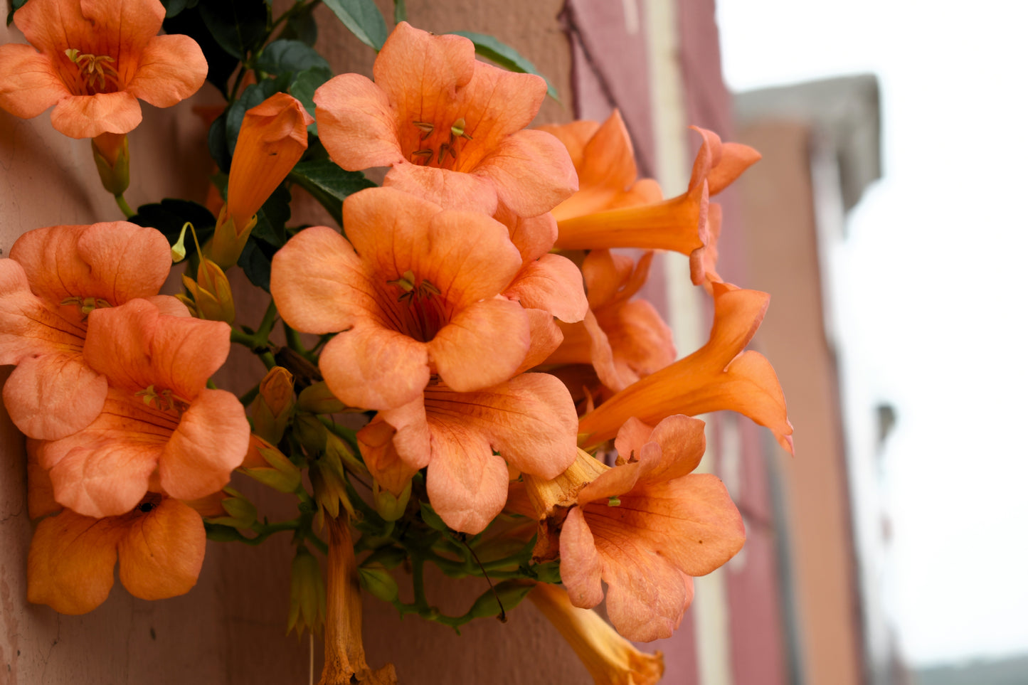 25 Orange HUMMINGBIRD TRUMPET CREEPER Campsis Radicans Vine Flower Seeds