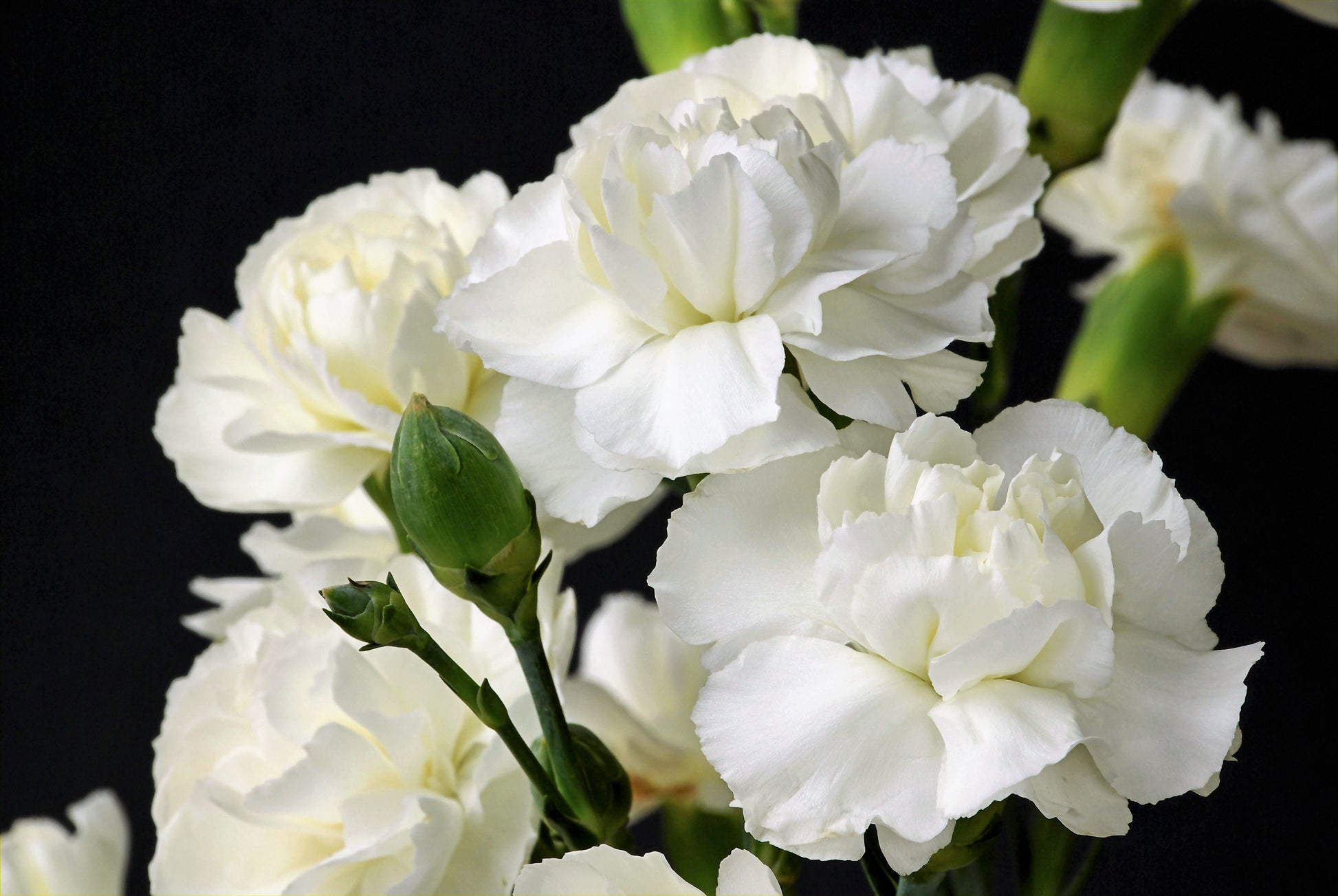 50 WHITE CARNATION Dianthus Caryophyllus Grenadin Flower Seeds