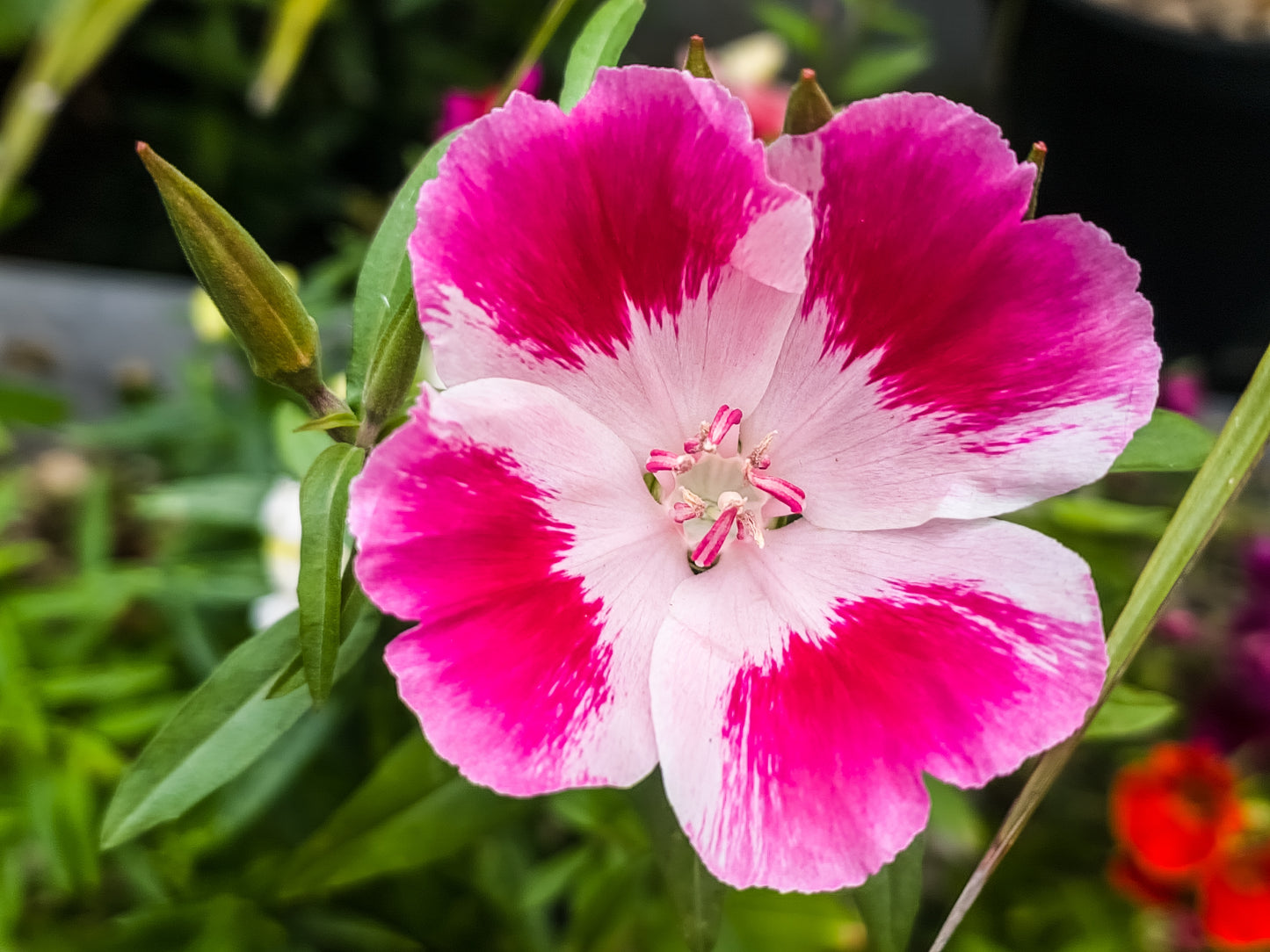 500 DOUBLE DEUCES GODETIA Grandiflora Clarkia Amoena Mixed Colors & Bicolor Flower Seeds