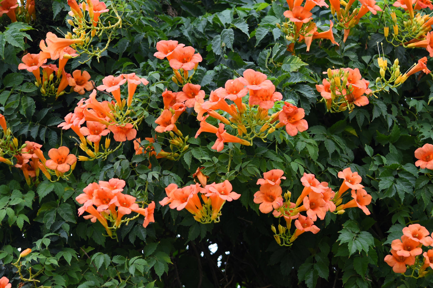 25 Orange HUMMINGBIRD TRUMPET CREEPER Campsis Radicans Vine Flower Seeds