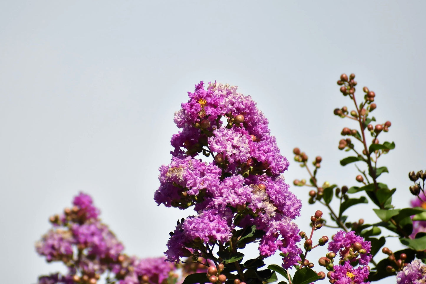 35 LILAC Light Purple CREPE MYRTLE Lagerstroemia Indica Flowering Shrub Bush Small Tree Seeds