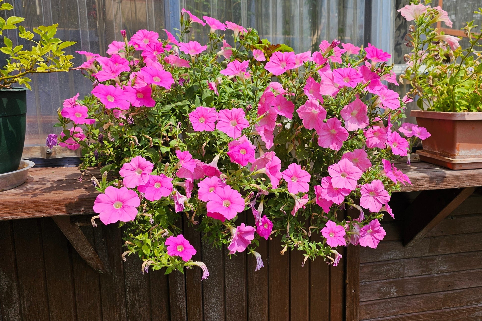 balcony flower seeds 100 PINK PETUNIA Hybrida Pollinator Garden Container Flower Seeds – Seedville USA