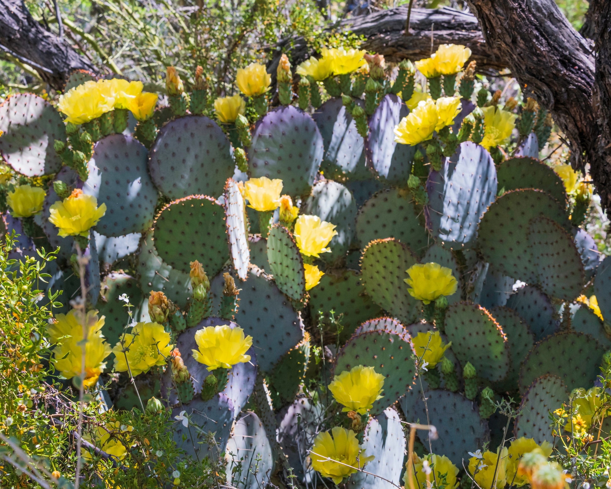 prickly pear cactus yellow flowers 10 Yellow PRICKLY PEAR CACTUS Nopal Opuntia Ficus-Indica Flower Purple – Seedville USA