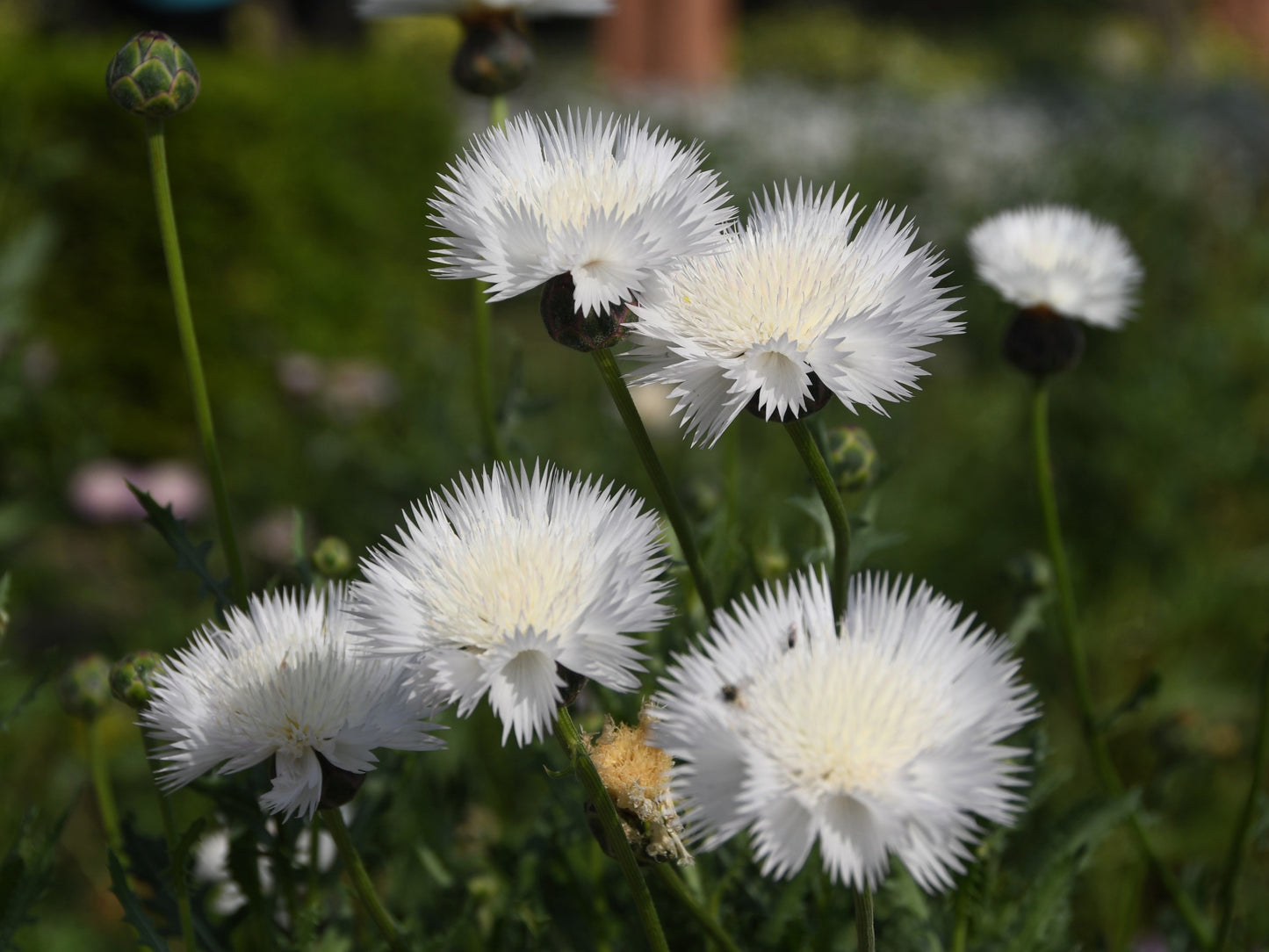 500 MIXED SWEET SULTAN Imperialis Mix Amberboa Moschata Centaurea Flower Seeds - Pink, Rose, Lilac, Purple, Mauve, White, & Yellow