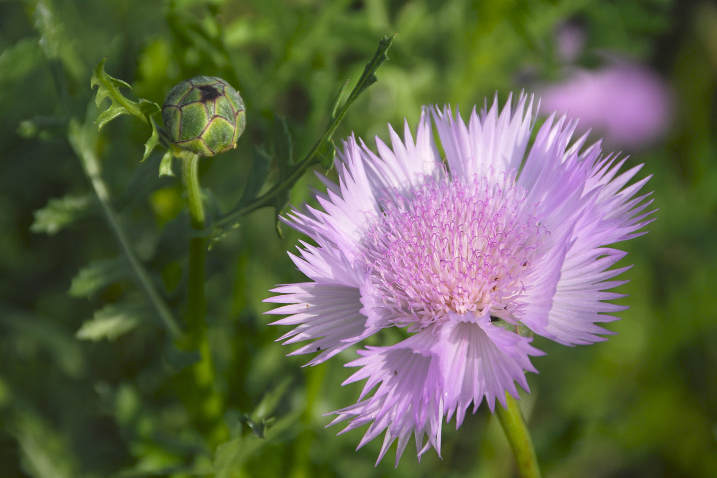 500 MIXED SWEET SULTAN Imperialis Mix Amberboa Moschata Centaurea Flower Seeds - Pink, Rose, Lilac, Purple, Mauve, White, & Yellow