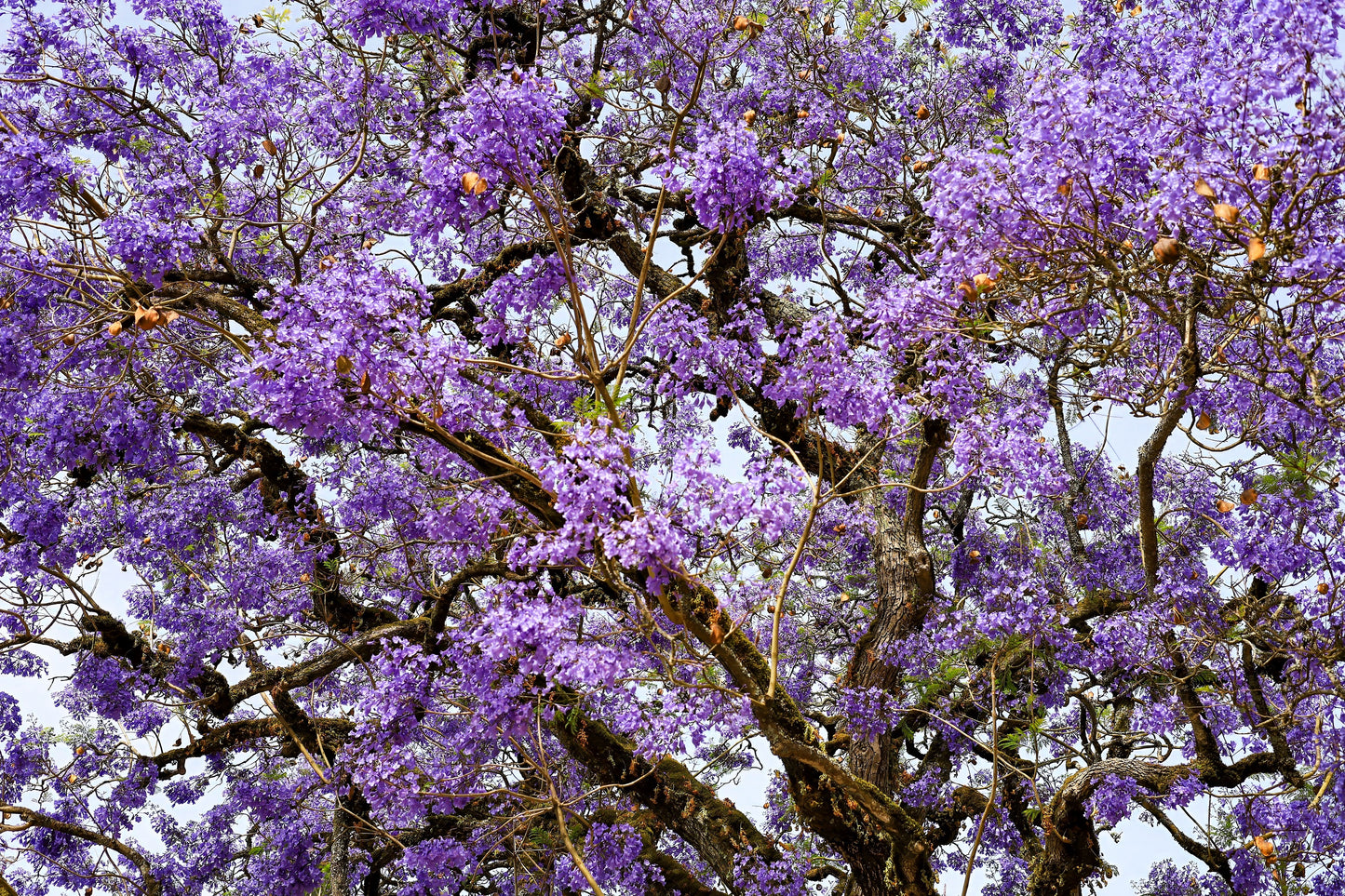 25 BLUE JACARANDA TREE ( Fern Tree / Brazilian Rose Wood / Green Ebony ) Jacaranda Mimosifolia Seeds