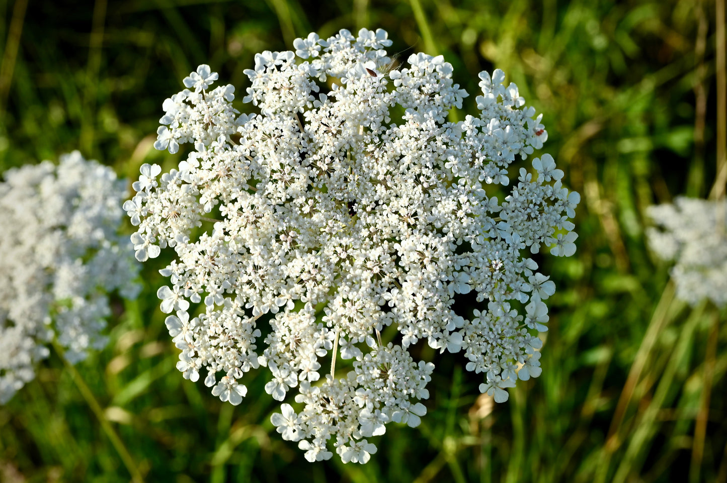 300 BLACK NEBULA CARROT Daucus Carota Root Vegetable Seeds