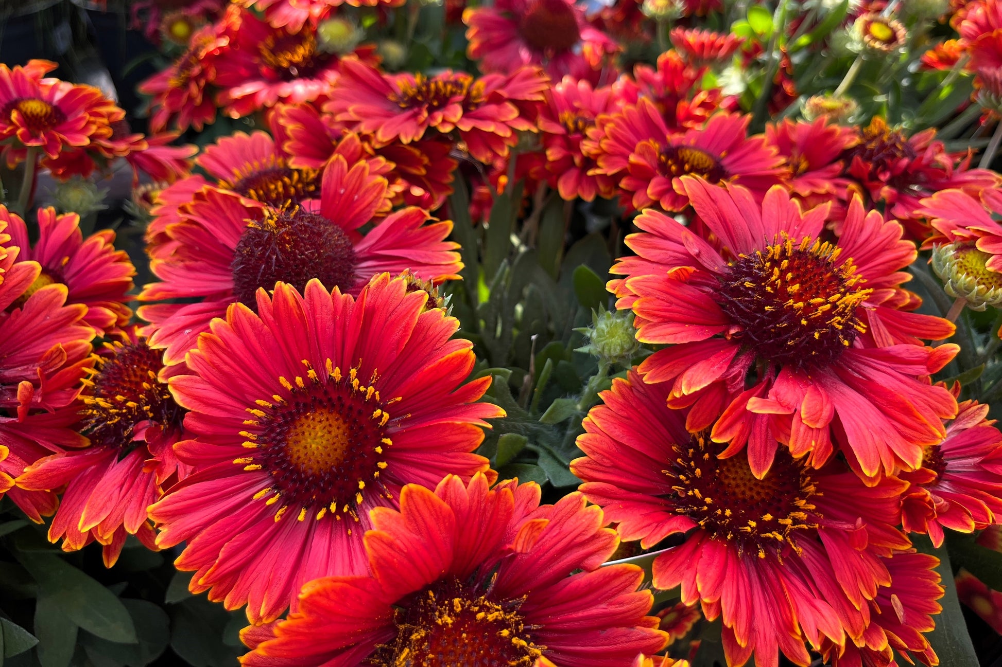gaillardia blanket flower seeds 50 BURGUNDY GAILLARDIA Red Indian Blanket Flower Seeds