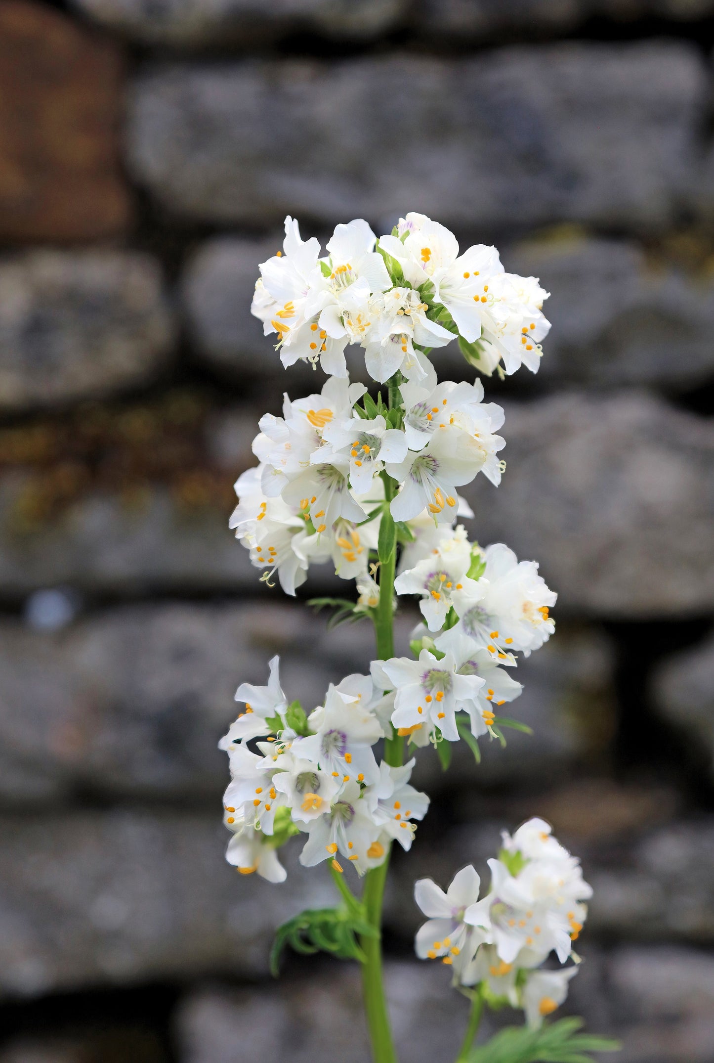 50 WHITE Polemonium Caeruleum JACOB'S LADDER Flower Seeds