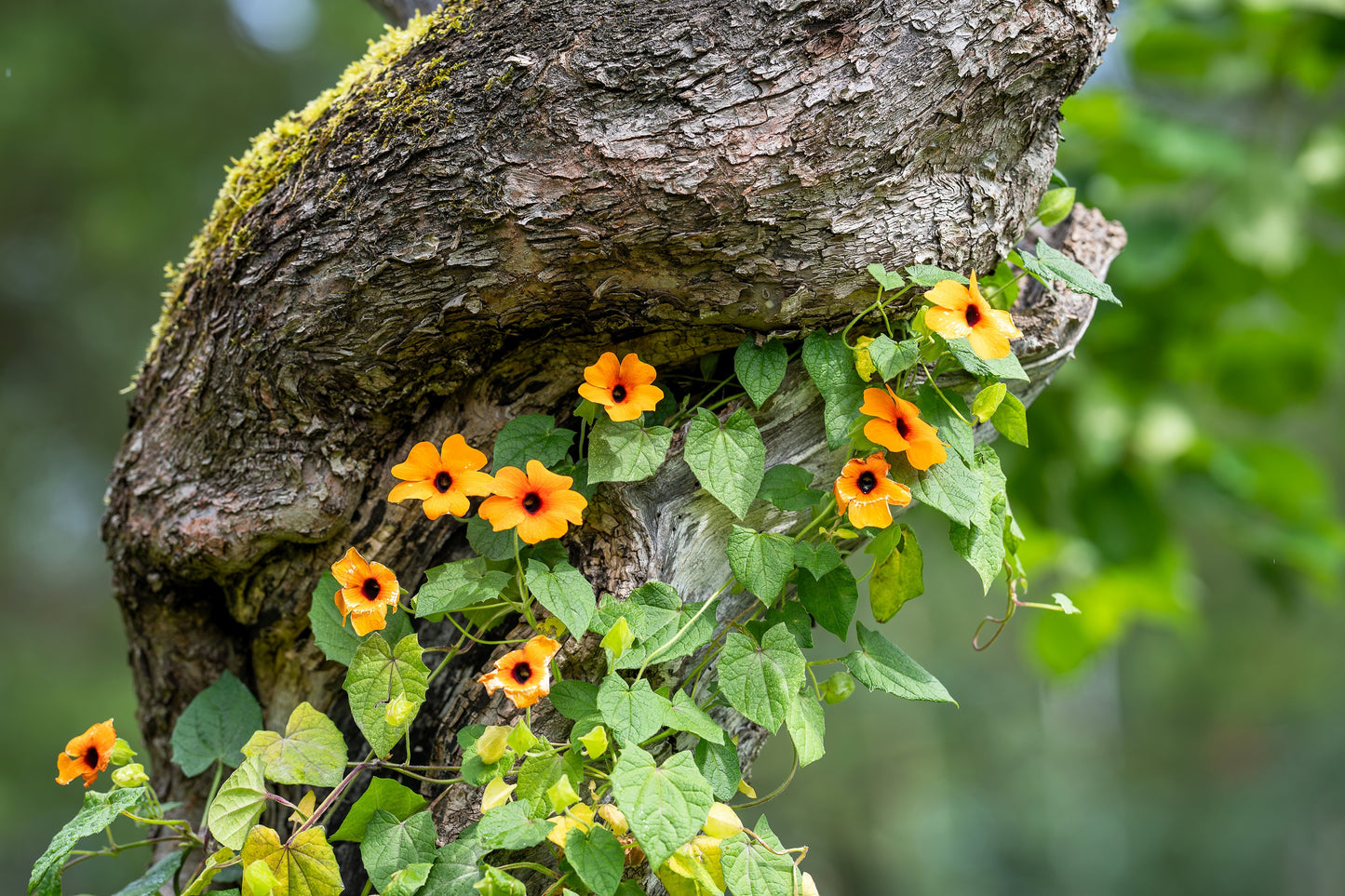 30 BLACK Eyed SUSAN VINE Thunbergia Alata Orange Yellow Black Flower Seeds