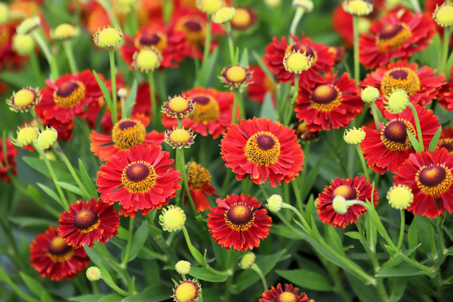 100 HELENIUM ' AUTUMN LEAVES ' Mix Helenium Autumnale Sneezeweed Mixed Colors Flower Seeds