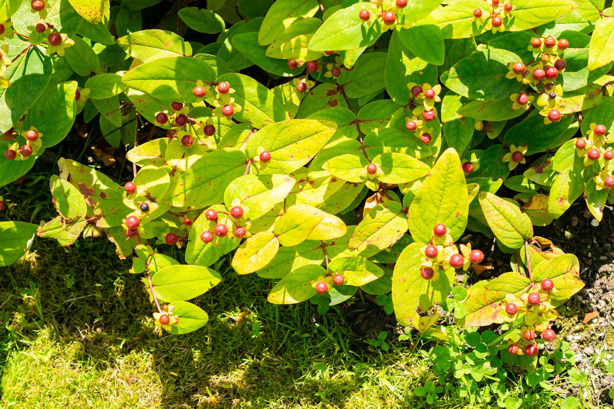 1500 Great SAINT JOHNS WORT St John's Hypericum Pyramidatum Yellow Flower Herb Seeds