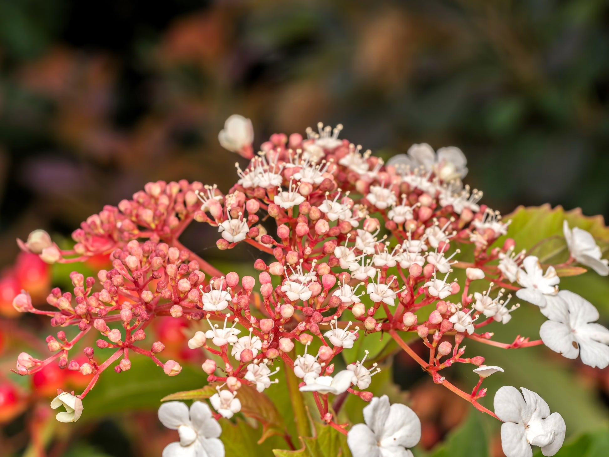 white hydrangea flower seeds 40 White OAK LEAF HYDRANGEA Quercifolia Shrub Flower Seeds