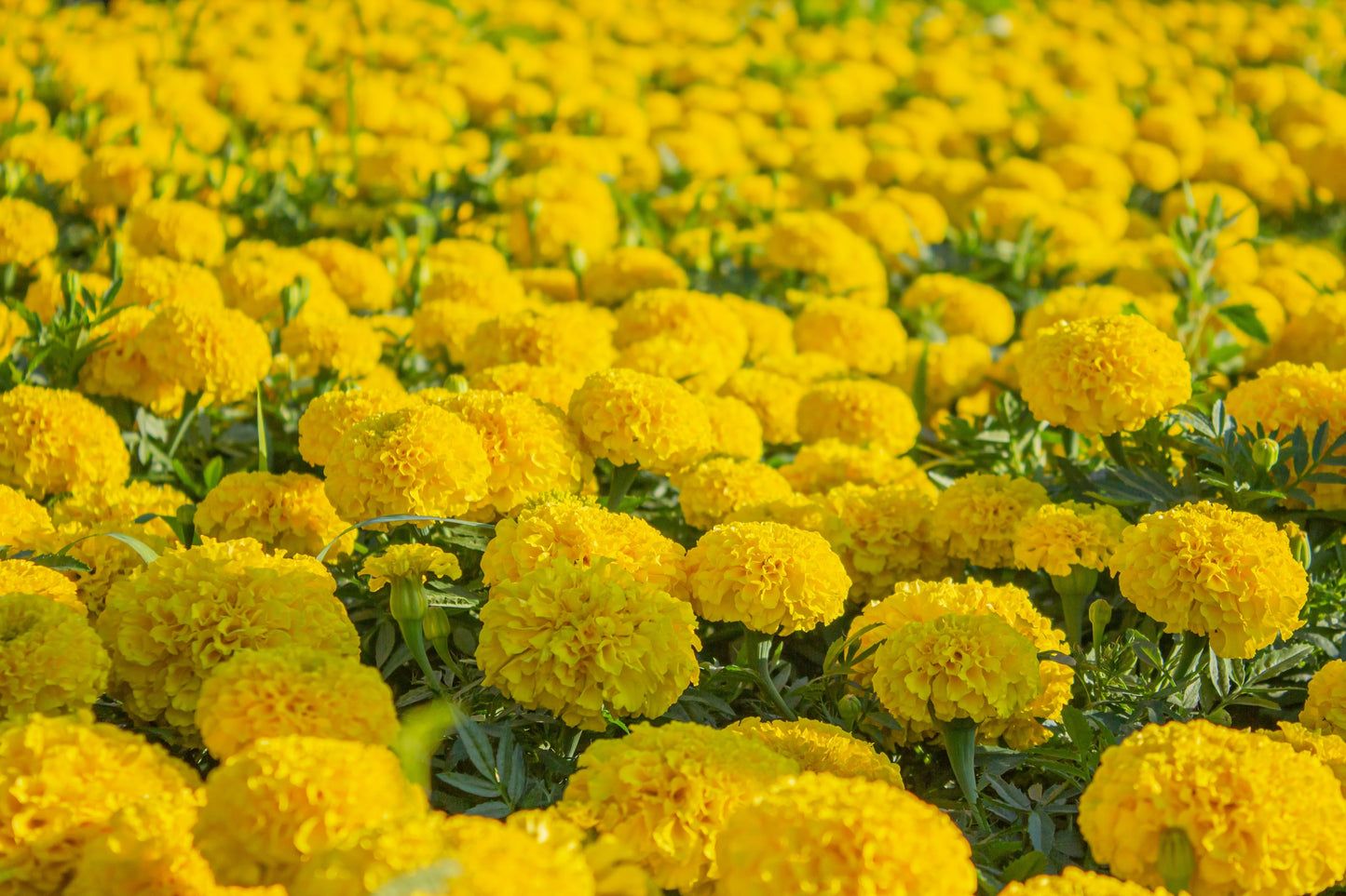 250 AFRICAN MARIGOLD CRACKERJACK Mixed Color Tagetes Erecta Flower Seeds