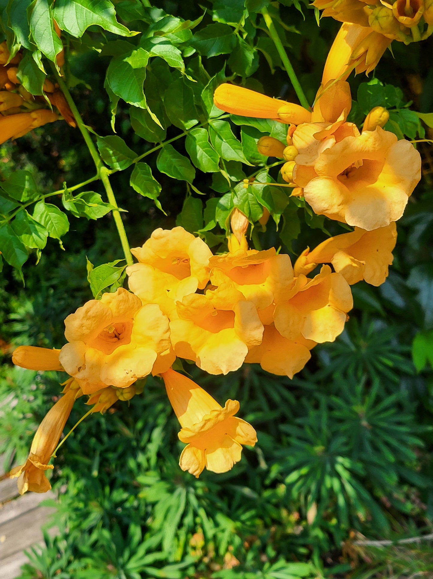 10 YELLOW HUMMINGBIRD TRUMPET Vine Flower Campsis Radicans Flava Climber Seeds