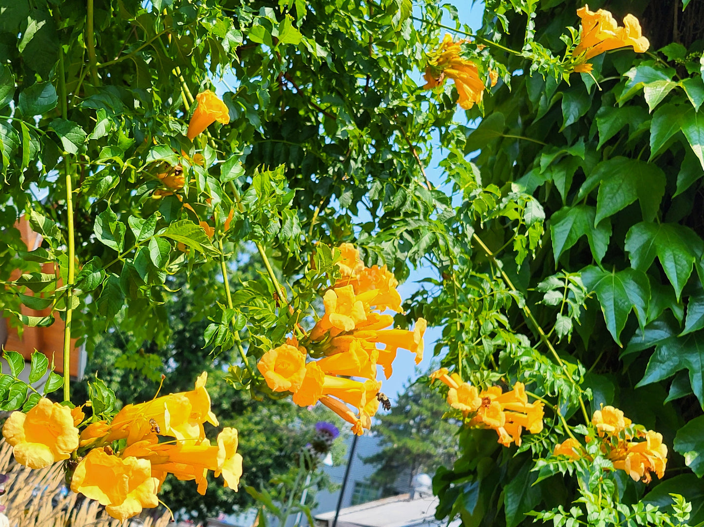 10 YELLOW HUMMINGBIRD TRUMPET Vine Flower Campsis Radicans Flava Climber Seeds