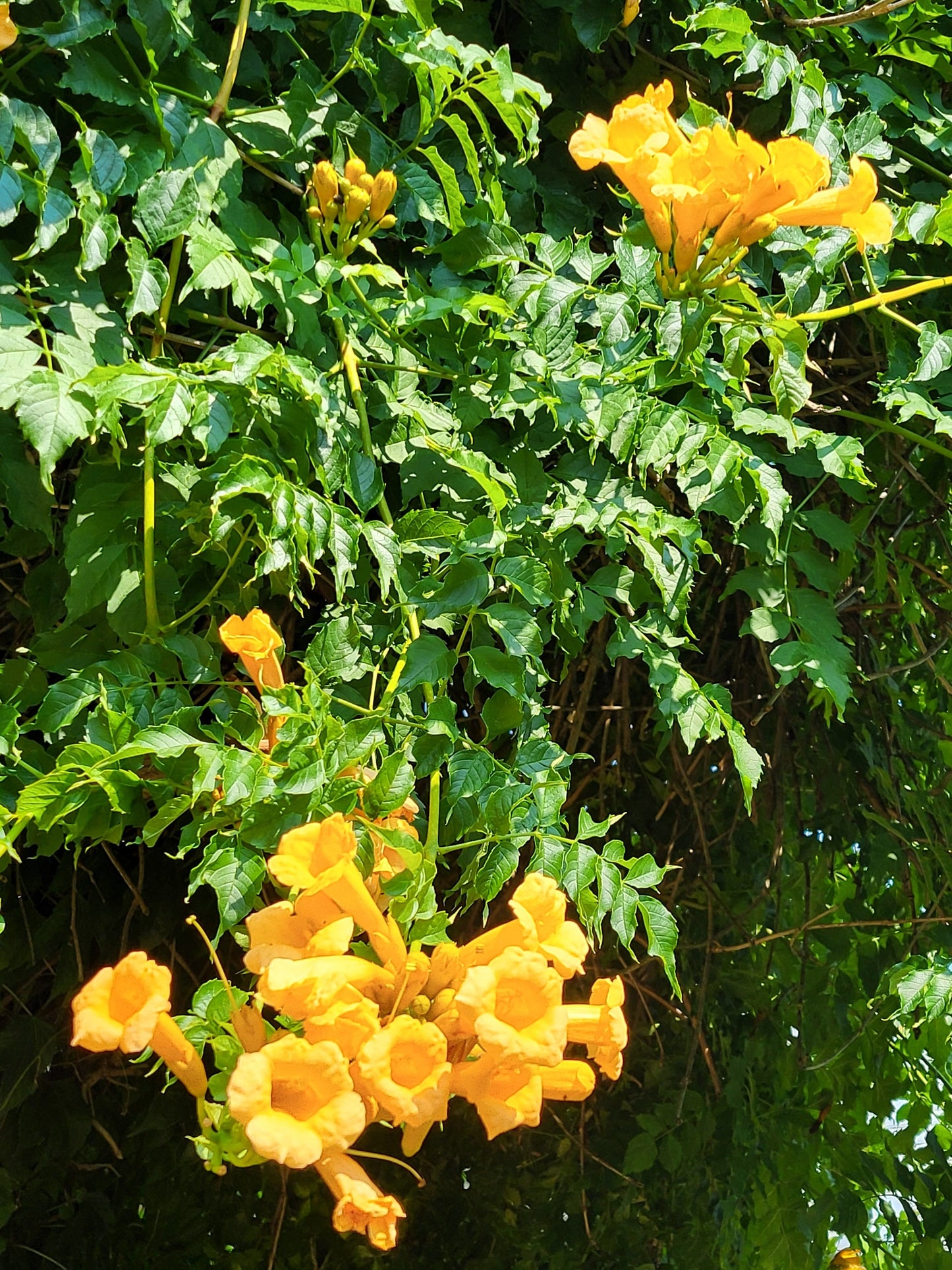 10 YELLOW HUMMINGBIRD TRUMPET Vine Flower Campsis Radicans Flava Climber Seeds