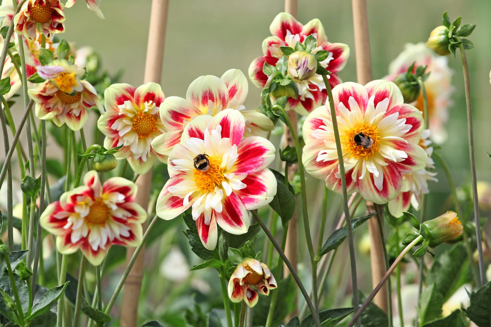 dahlia seed mix 50 MIXED COLLARETTE DAHLIA Variabilis Two Tone Mix of Red Pink Purple White Yellow Maroon Peach Flower Seeds