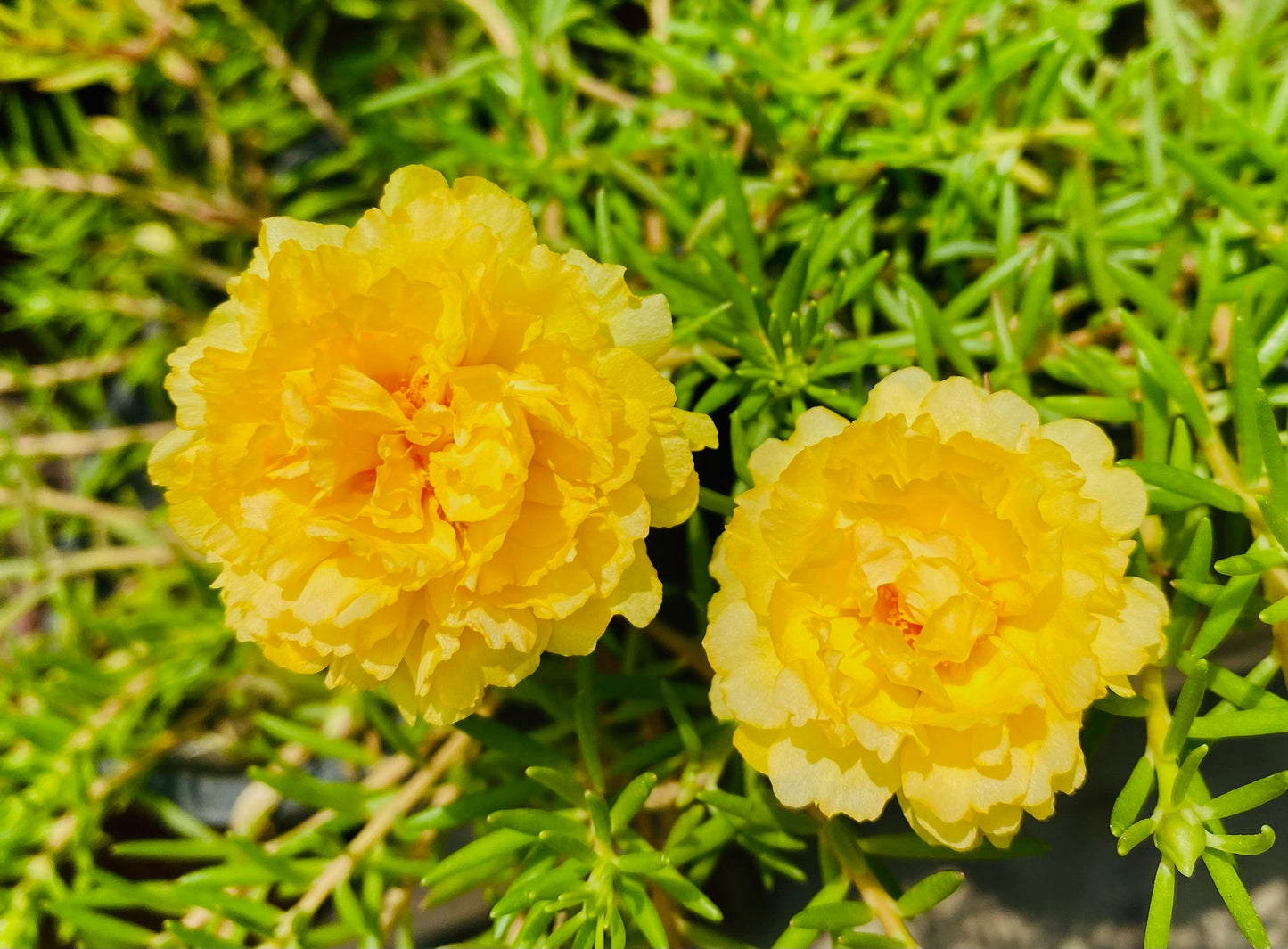 100 Mixed Colors PORTULACA MOSS ROSE Grandiflora Flower Seeds