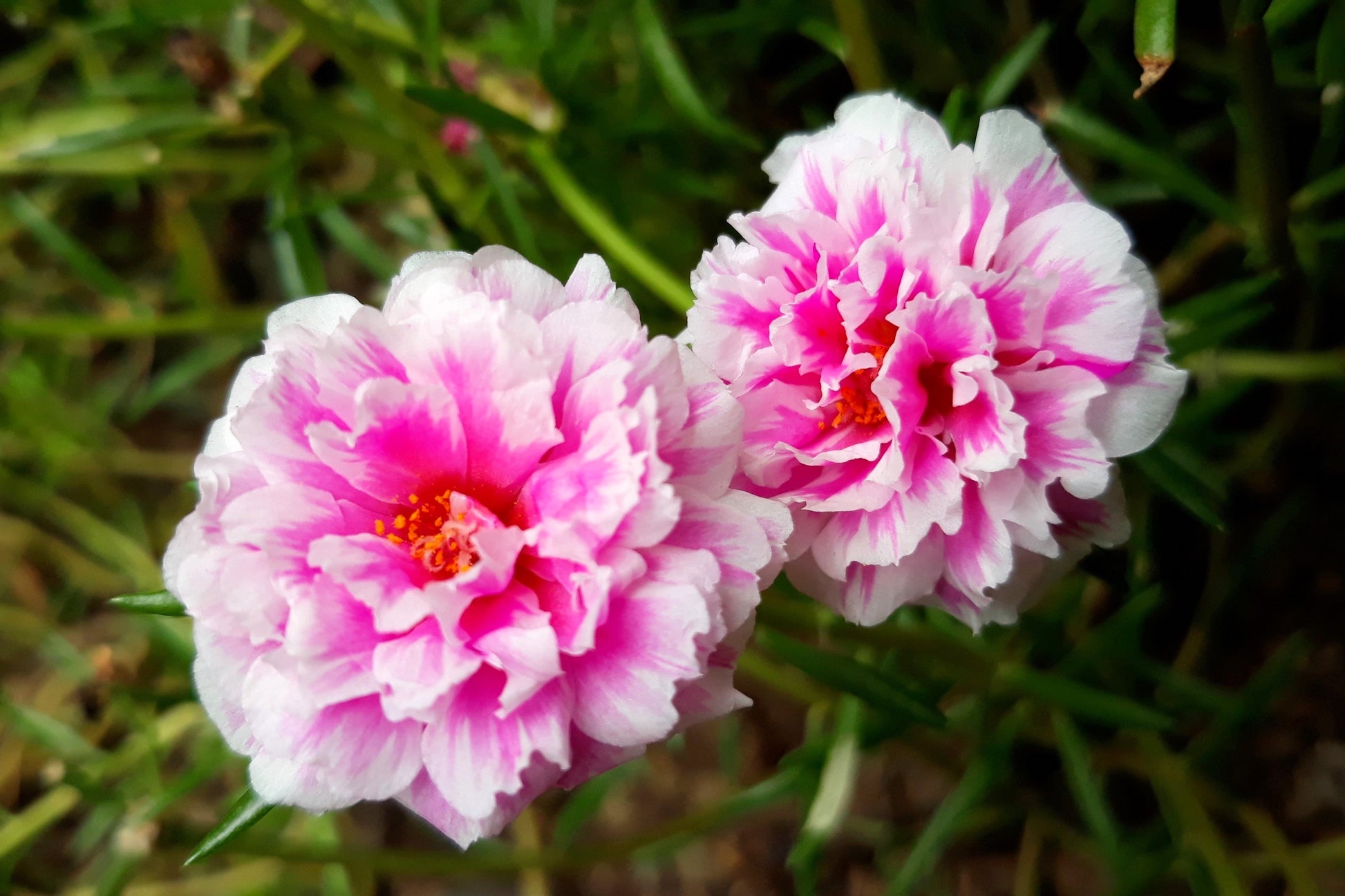 portulaca flower seeds online 100 Mixed Colors PORTULACA MOSS ROSE Grandiflora Flower Seeds