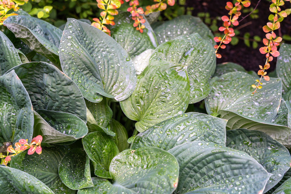 10 HOSTA ELEGANS Shade Plant Purple Flower Seeds