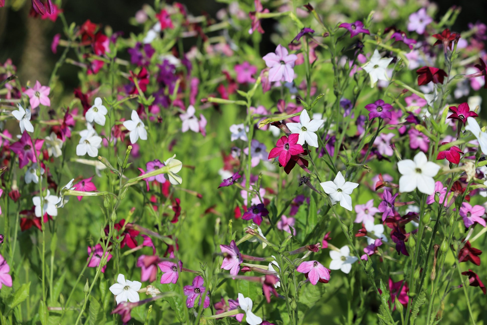 flowering tobacco nicotiana alata 100 Heirloom MIXED COLORS NICOTIANA (Ornamental Flowering Tobacco)  Nicotiana Alata Flower Seeds