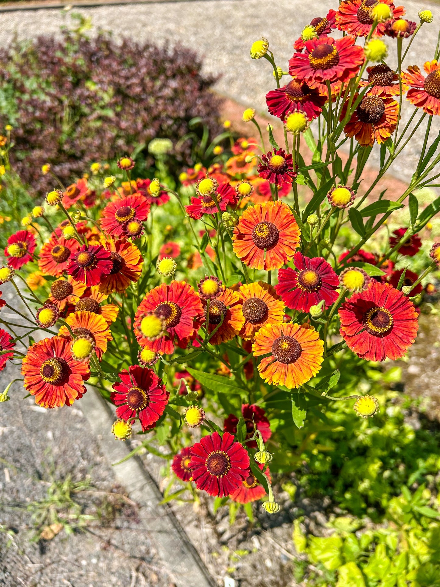 100 HELENIUM ' AUTUMN LEAVES ' Mix Helenium Autumnale Sneezeweed Mixed Colors Flower Seeds