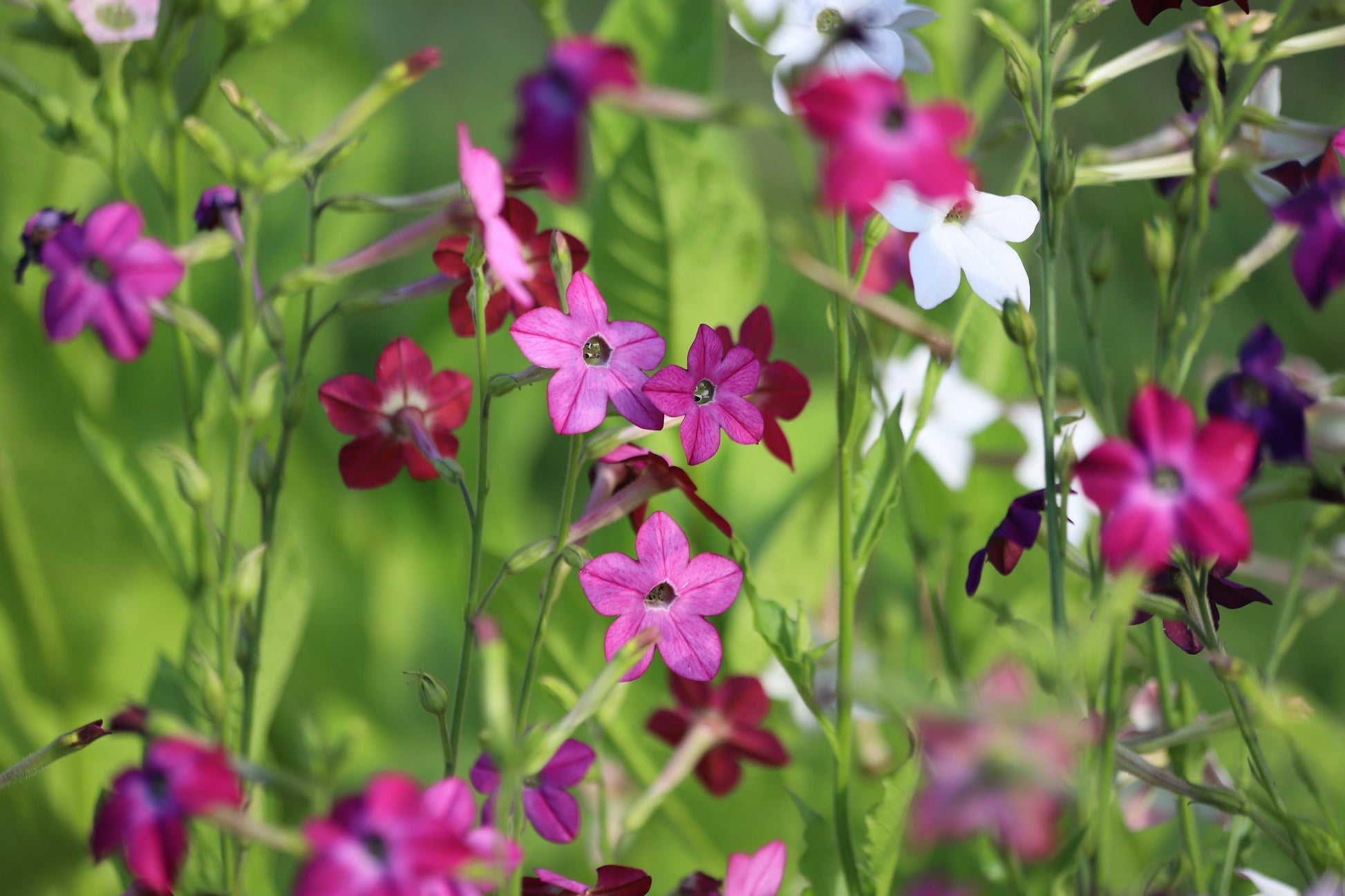 100 Heirloom MIXED COLORS NICOTIANA (Ornamental Flowering Tobacco)  Nicotiana Alata Flower Seeds