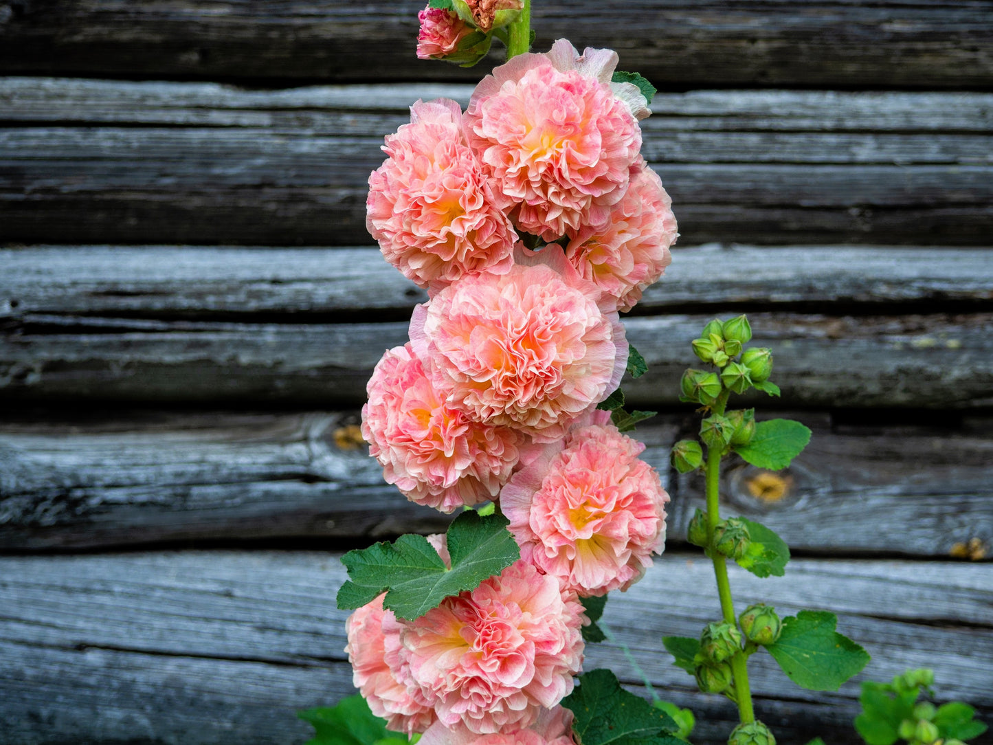 50 Dwarf Double HOLLYHOCK MAJORETTE MIX Alcea Rosea Red Pink White Maroon Yellow Mixed Color Flower Seeds