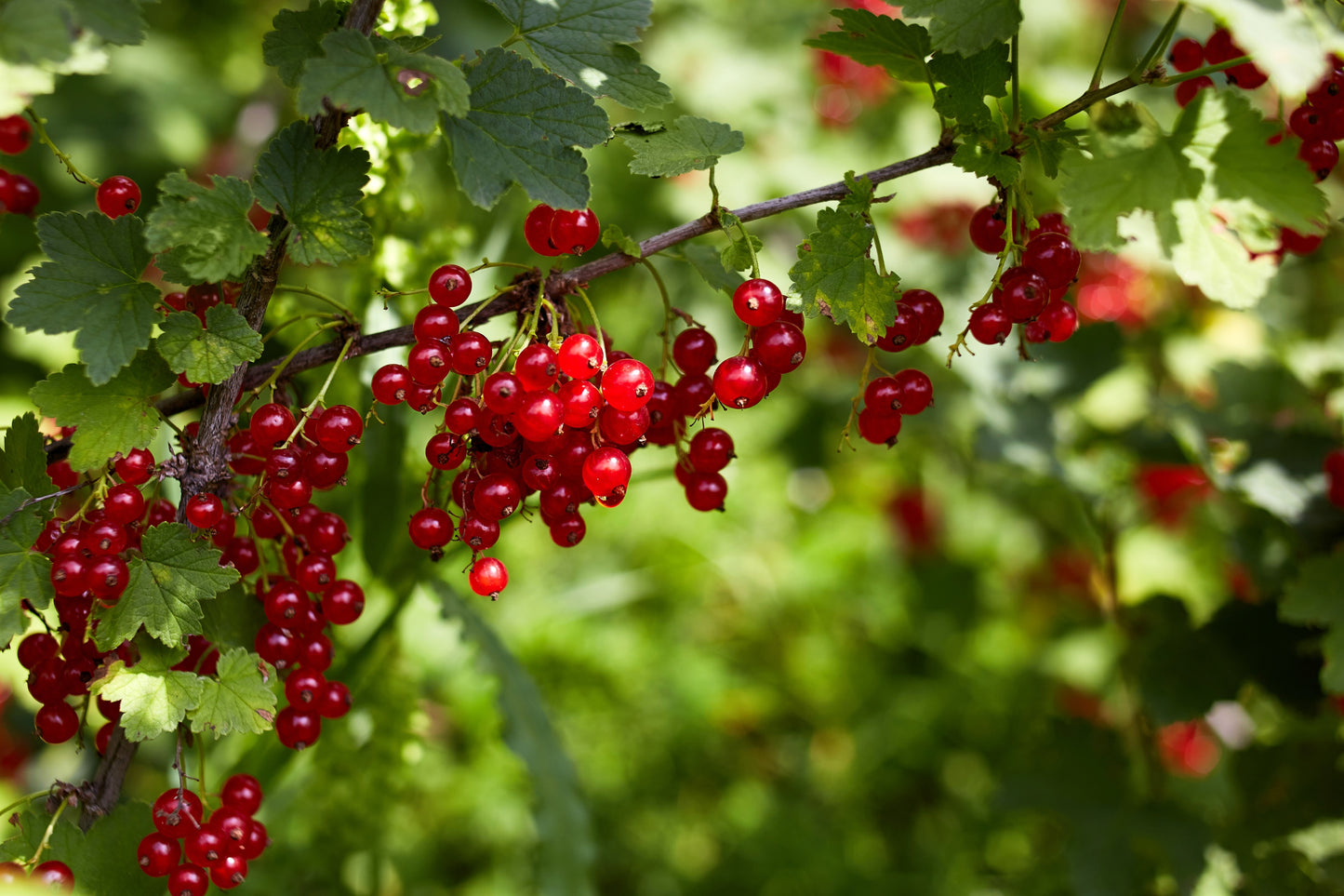 20 Red WAX CURRANT Edible Fruit Berries Pink Flowers Shrub Ribes Cereum Seeds