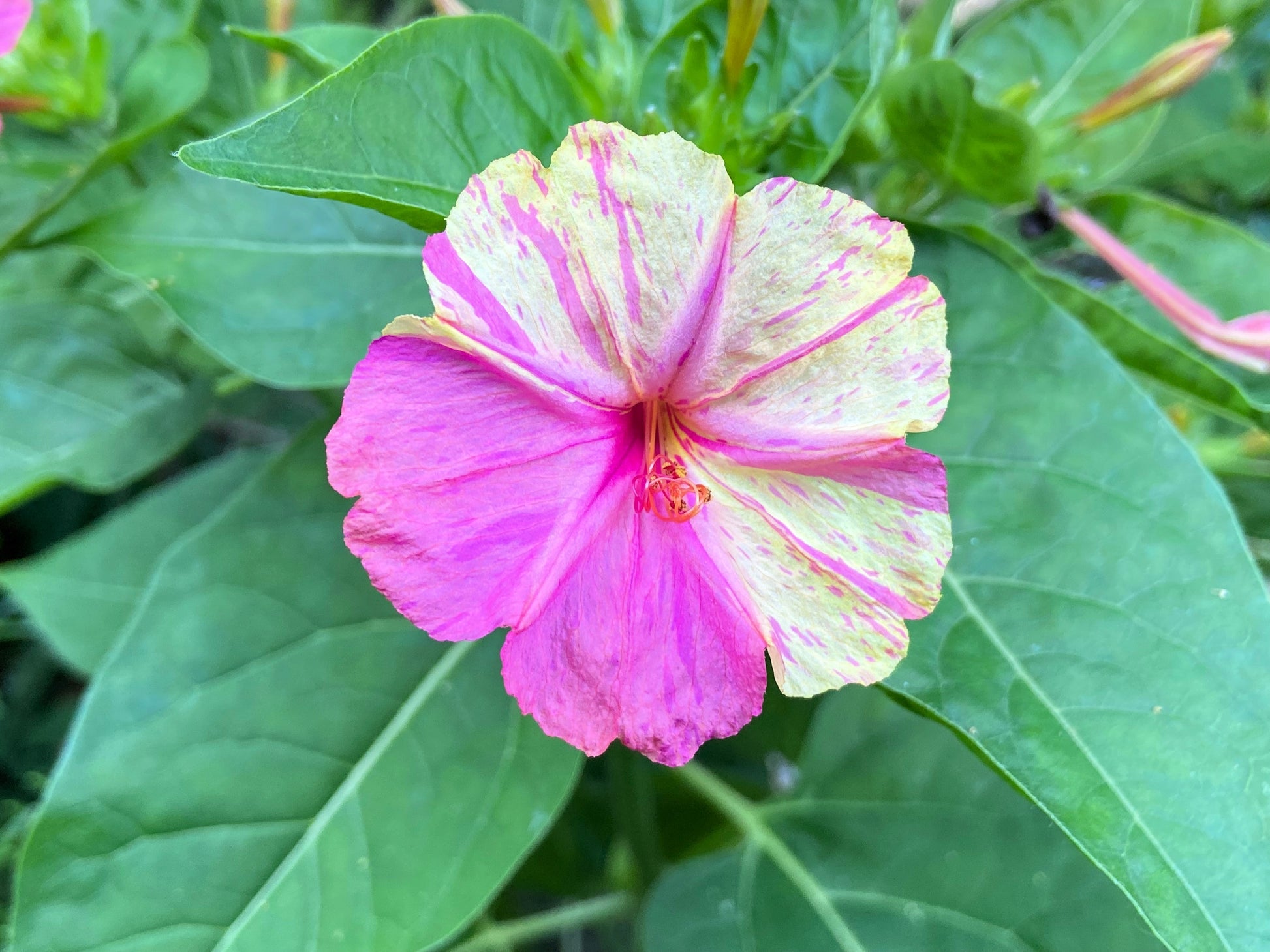 5 o'clock flower seeds 75 MIXED FOUR O CLOCK aka Marvel of Peru Mirabilis Jalapa Flower Seeds