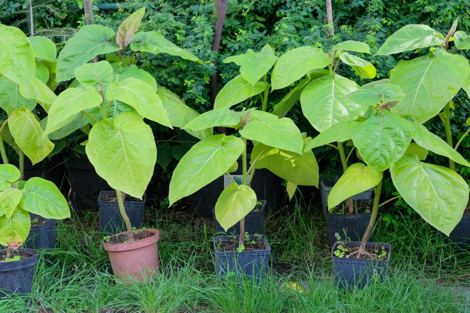 planting catalpa seeds 50 Flowering NORTHERN CATALPA Speciosa TREE Seeds (aka Western Catalpa – Seedville USA