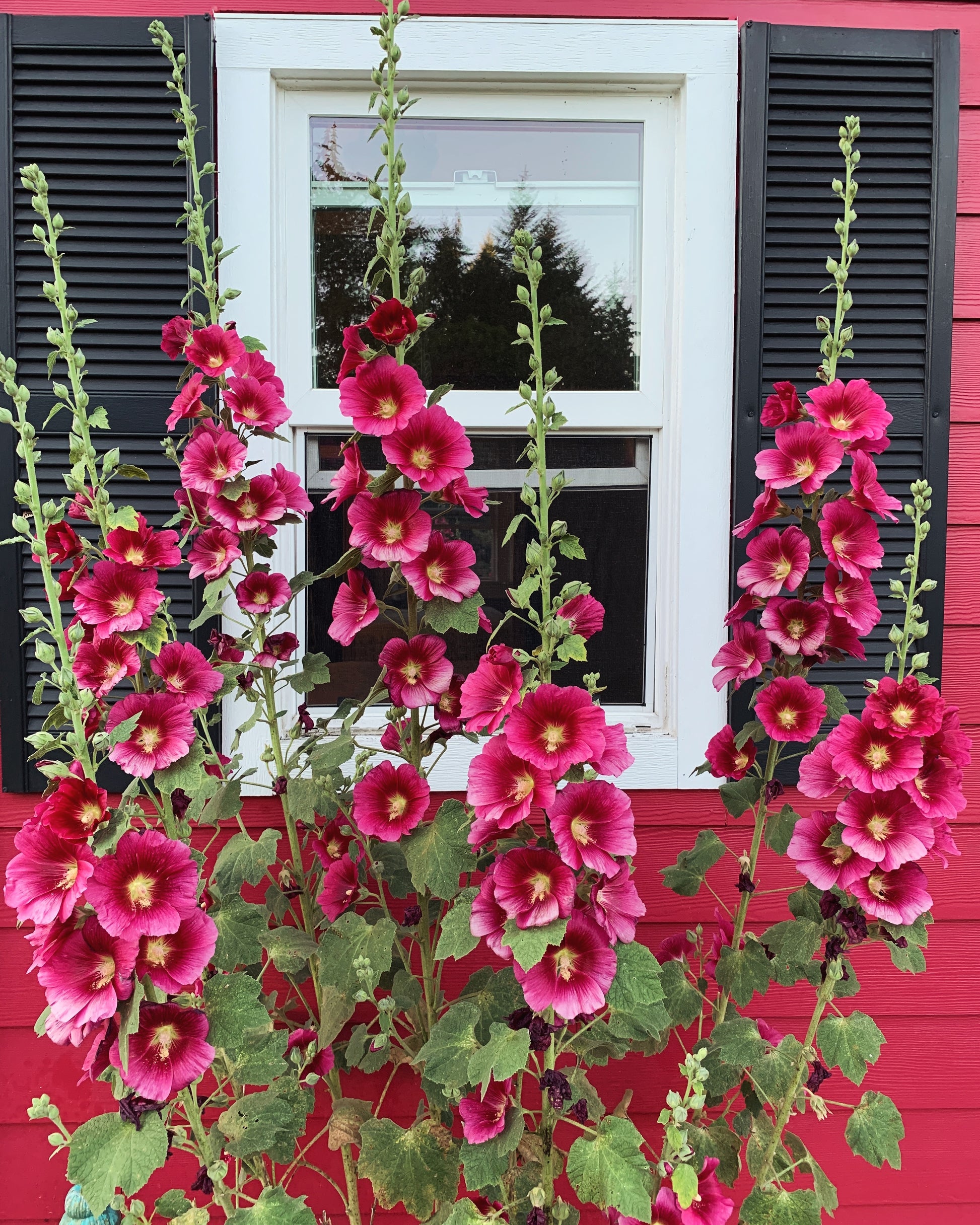 hollyhock seeds for planting 25 DARK RED HOLLYHOCK Alcea Rosea Flower Seeds Perennial