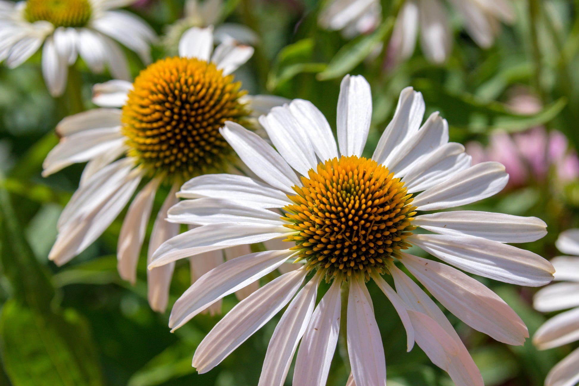 white swan echinacea seeds 50 WHITE CONEFLOWER Echinacea Purpurea Flower Seeds – Seedville USA
