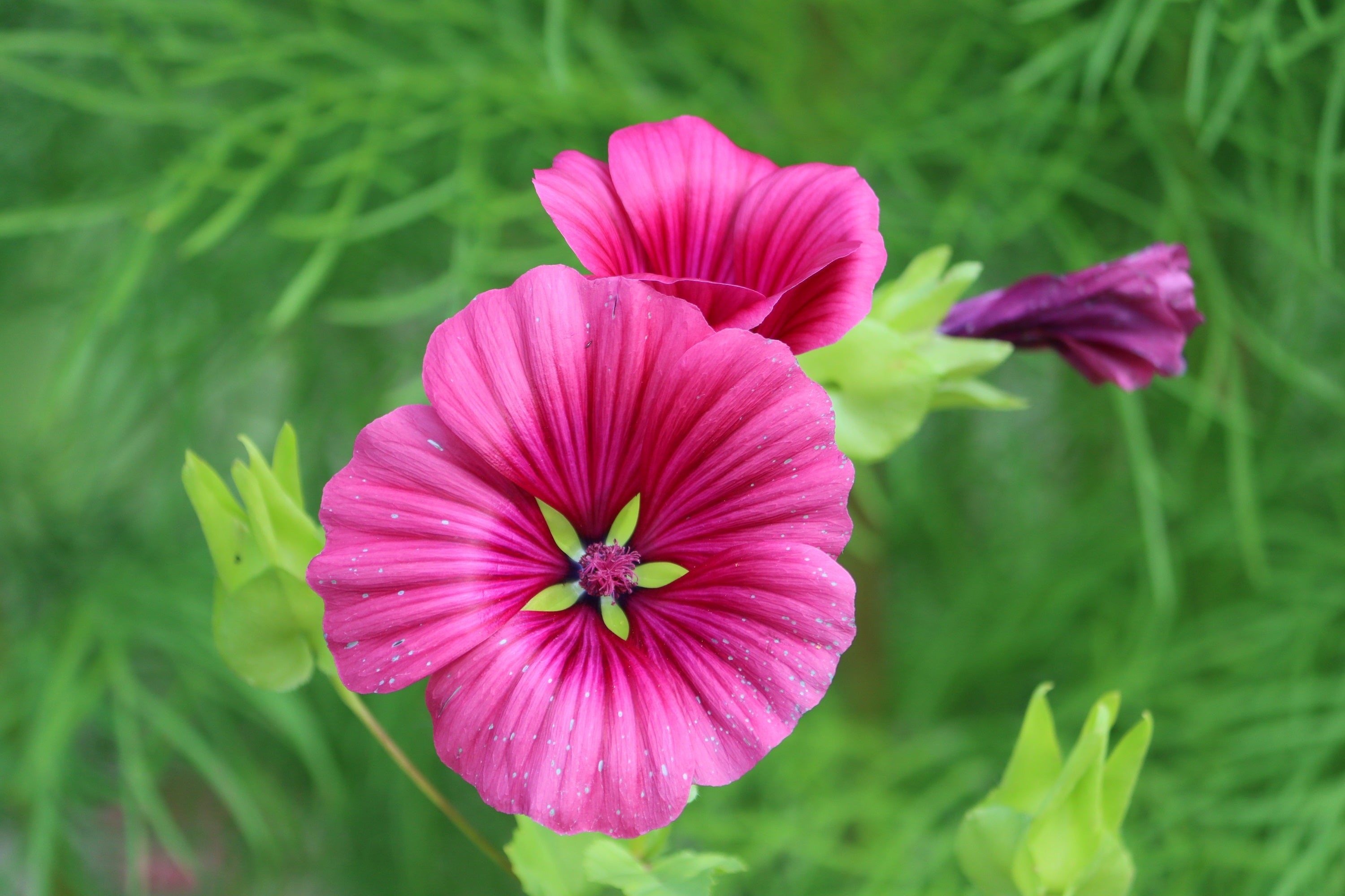 10 VULCAN MALOPE Trifida / Mallowwort / Mallow Flower Seeds