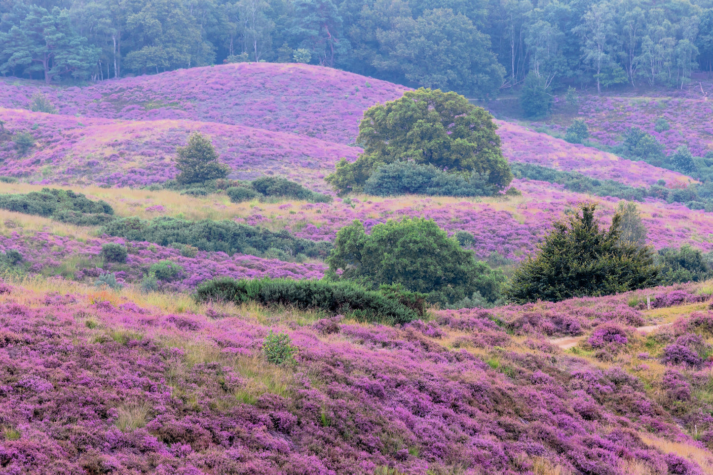 100 Scotch TRUE HEATHER Shrub Scot's Purple Pink Flower Calluna Vulgaris Seeds