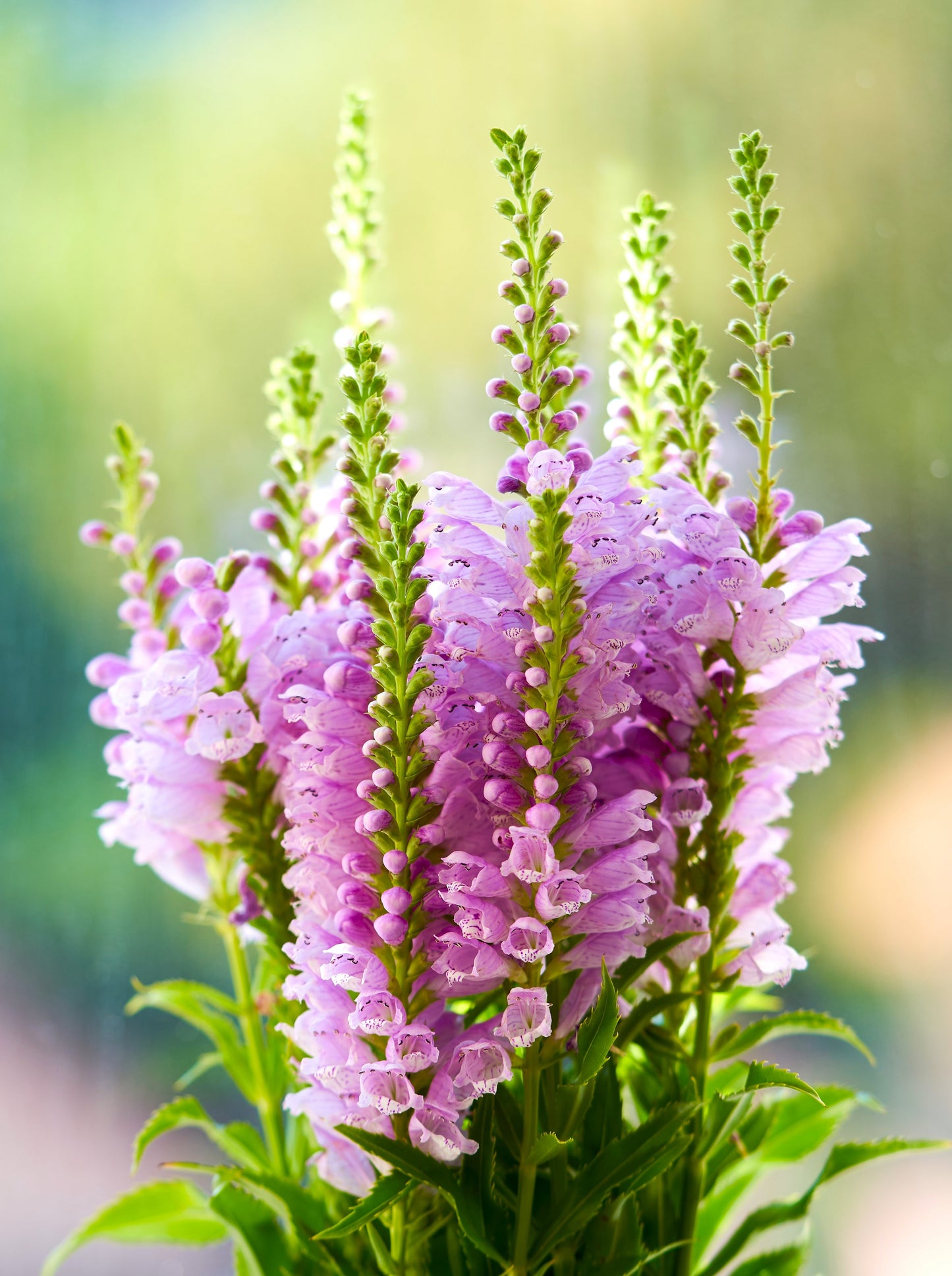 50 PINK Showy OBEDIENT PLANT (False Dragon Head) Physostegia Virginiana Flower Seeds