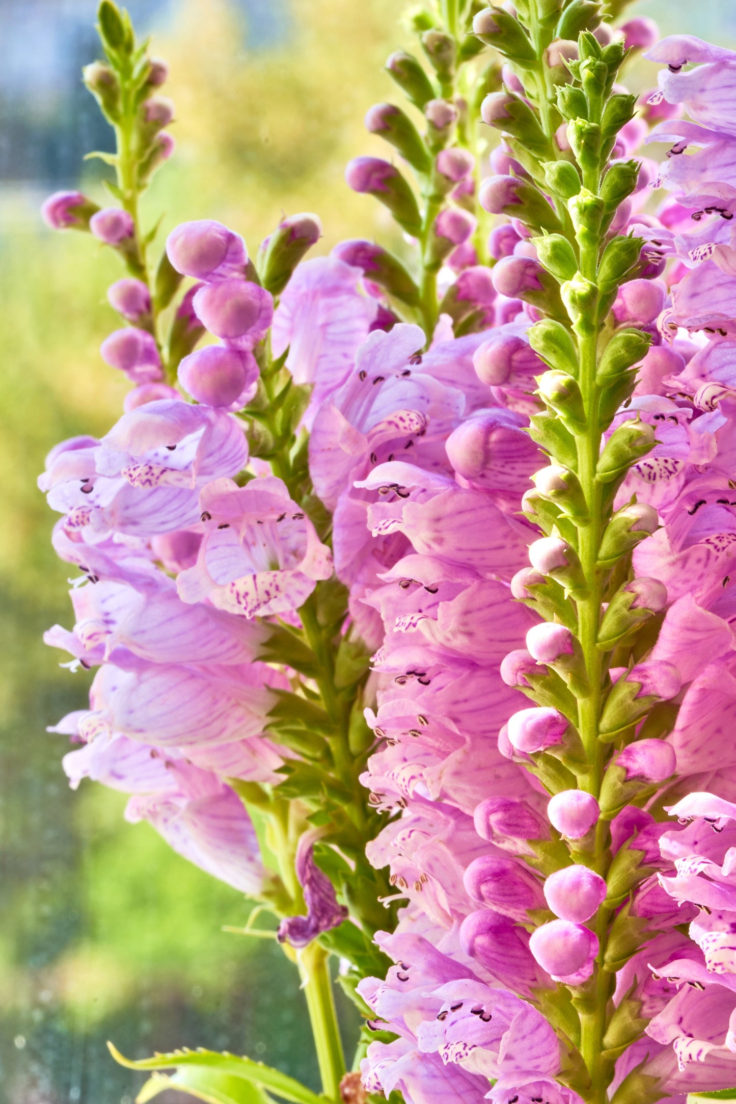 50 PINK Showy OBEDIENT PLANT (False Dragon Head) Physostegia Virginiana Flower Seeds