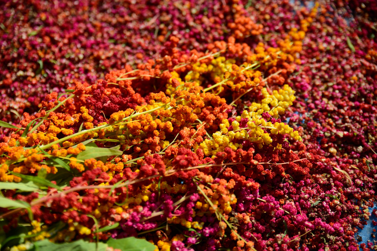 100 Organic BRILLIANT RAINBOW QUINOA Mix Mixed Colors Chenopodium Grain Greens Vegetable Seeds